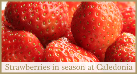 Strawberries at Caledonia